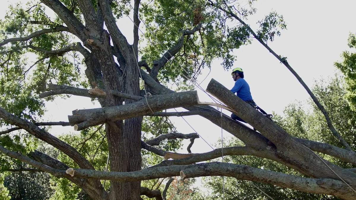 Professional Crown Thinning performed by certified arborists in Robbinston