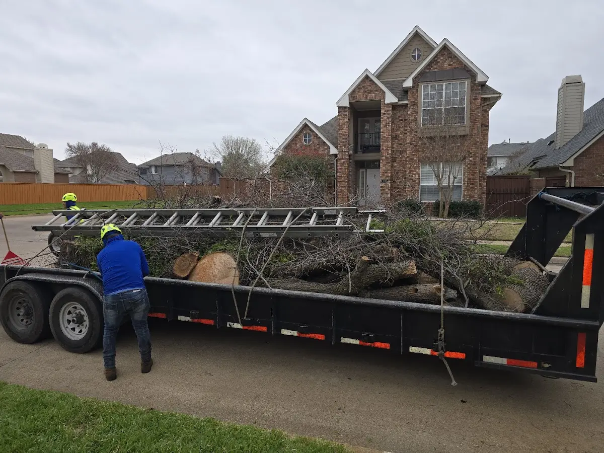 Expert Deadwooding with proper safety equipment in Robbinston